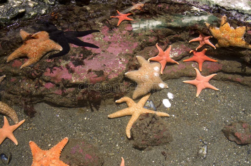 Starfish in Seattle Aquarium