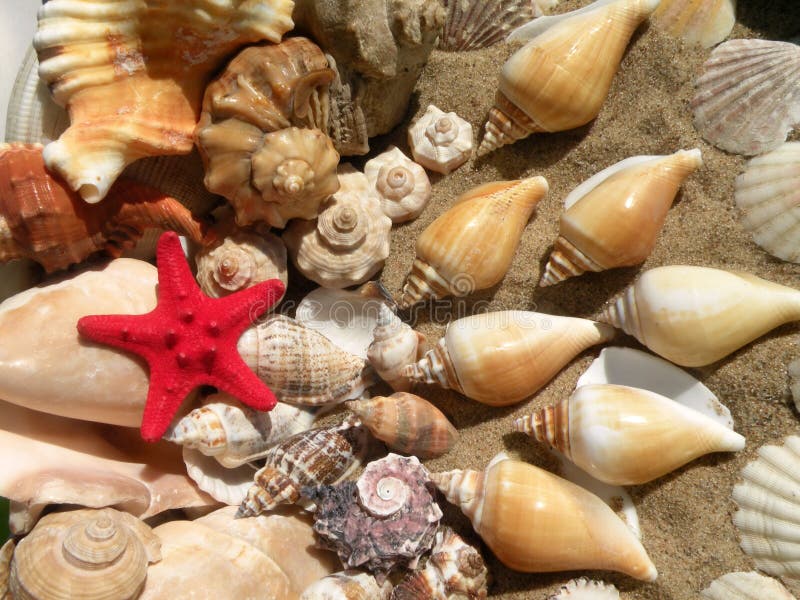 Red starfish and different shape shells pattern. Red starfish and different shape shells pattern