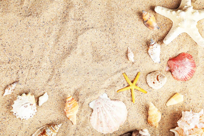 Starfish and shells on sand beach