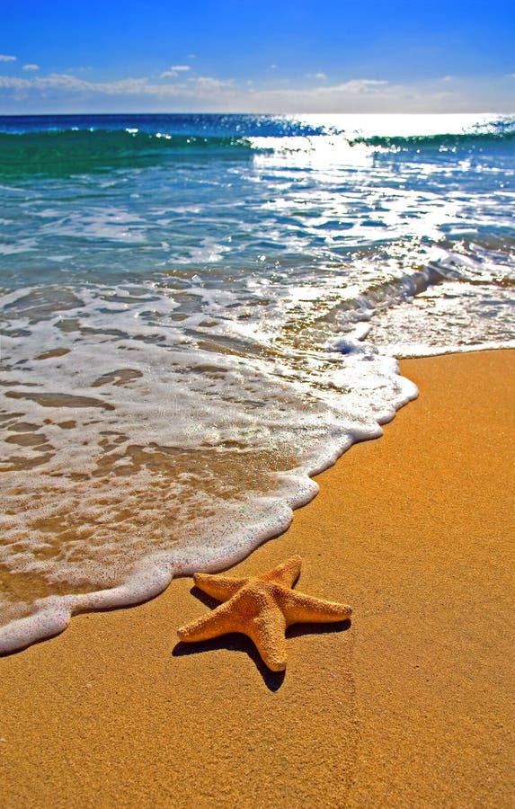 94,326 Starfish Stock Photos - Free & Royalty-Free Stock Photos from ...