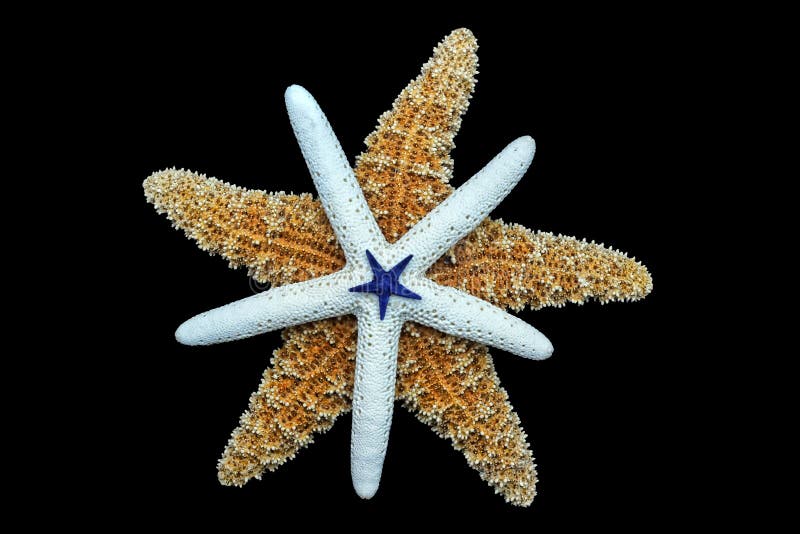 Three varieties of starfish in a stack. Three varieties of starfish in a stack