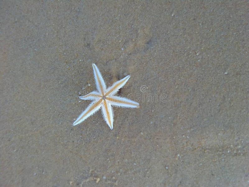 A Starfish Stranded on a Beach, the Mussels Float in West Kalimantan