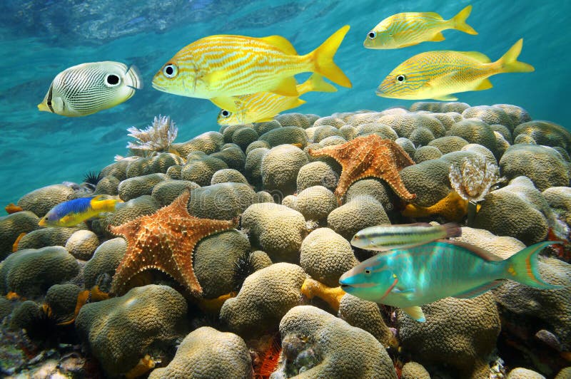 Starfish and tropical fish in a coral reef
