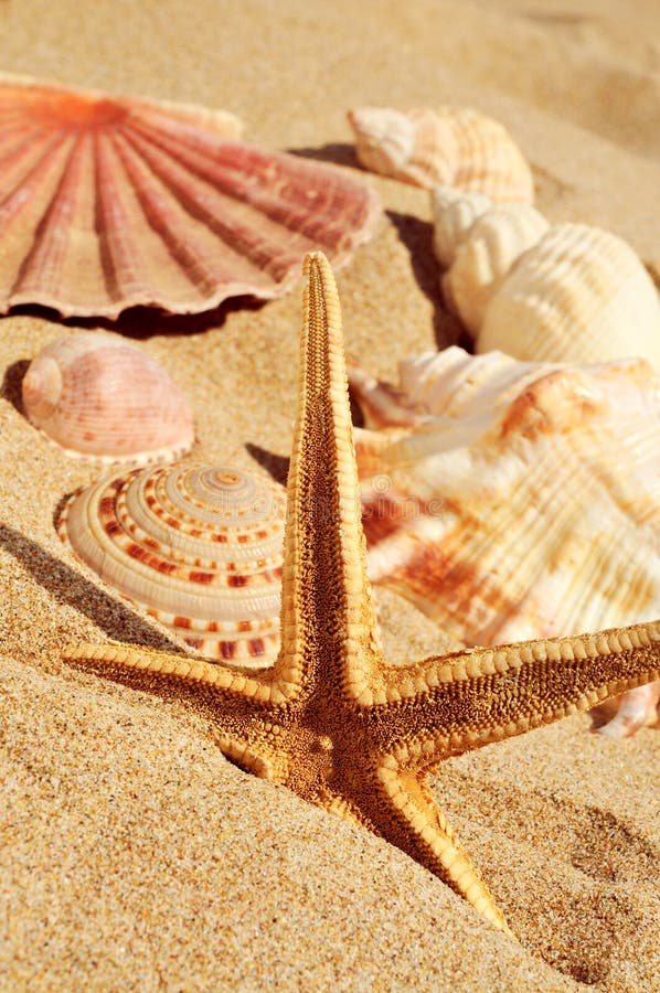 Starfish und Muscheln auf dem Sand eines Strandes lizenzfreie stockfotos Starfish und Muscheln auf dem Sand eines Strandes lizenzfreie stockfotos