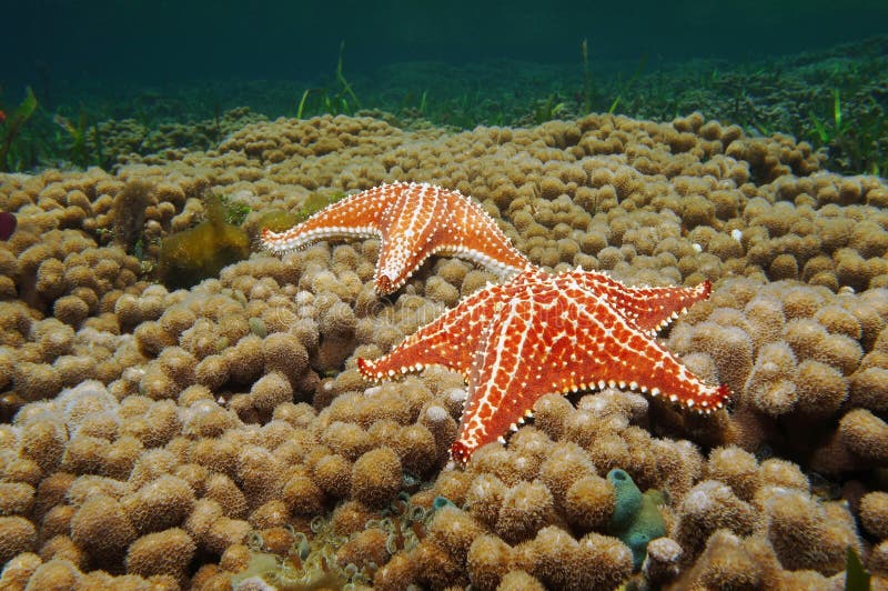 Starfish underwater on coral reef Caribbean sea stock photos Starfish underwater on coral reef Caribbean sea stock photos