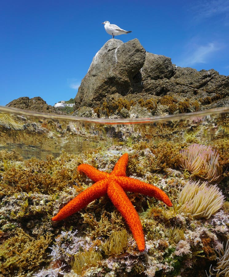 Starfish underwater and a seagull bird on a rock Mediterranean sea