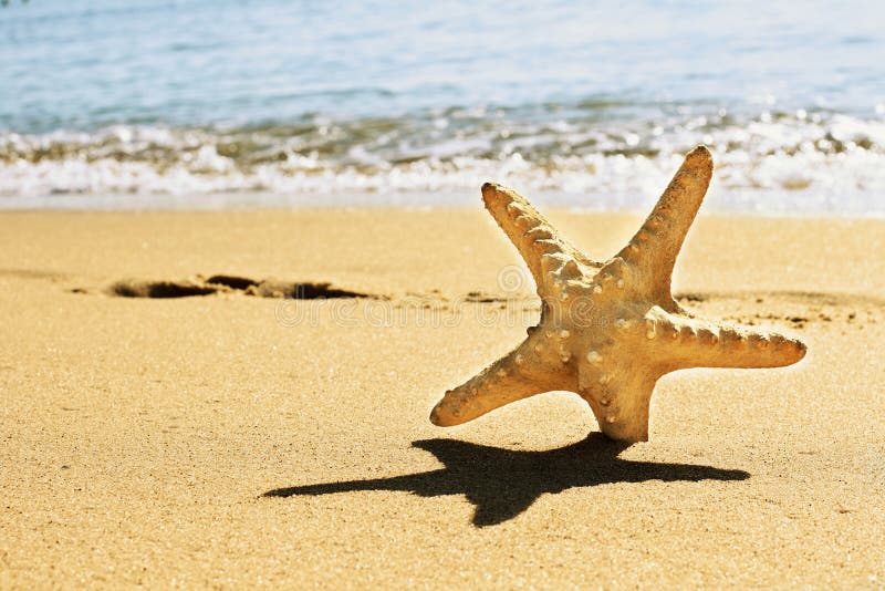 Starfish on a beach sand stock photo. Image of travel - 19393466