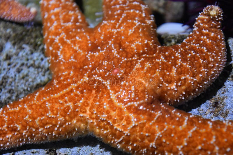 Starfish in water stock image. Image of summer, water, ocean - 998709