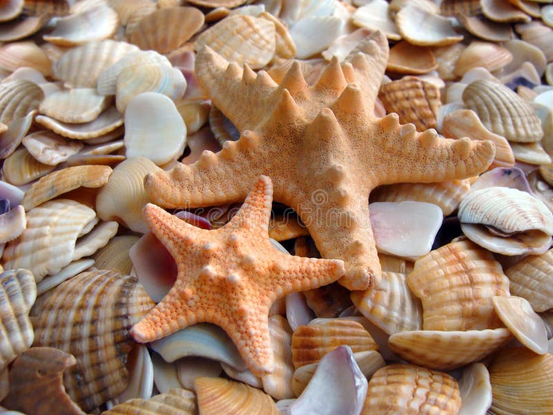 Starfishes