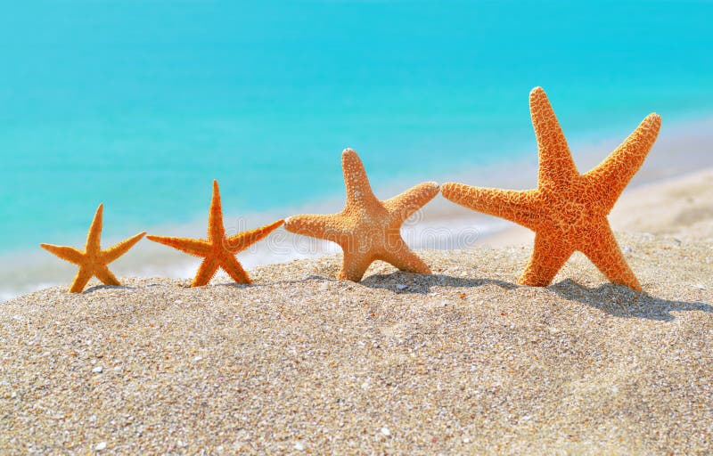 Star fish stock image. Image of ocean, creature, bright - 16387853