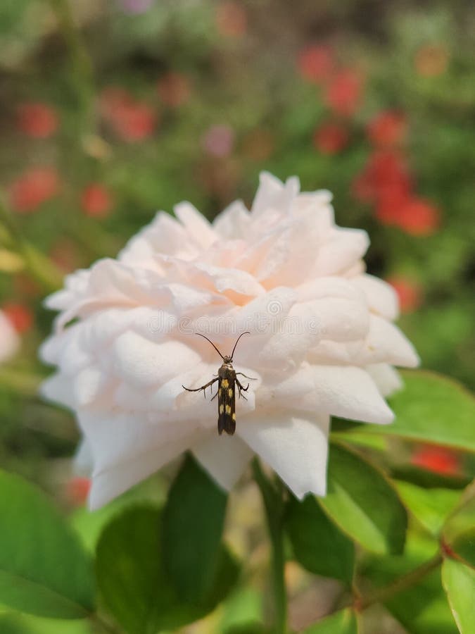 Starfruit Borer at Rose Flowers Stock Photo Image of pollinator