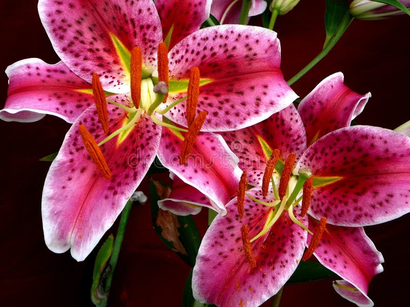 Stargazer Lilies in Vase stock photo. Image of nature 9095660