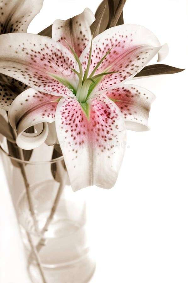 Stargazer Lilies in Vase stock photo. Image of nature 9095660