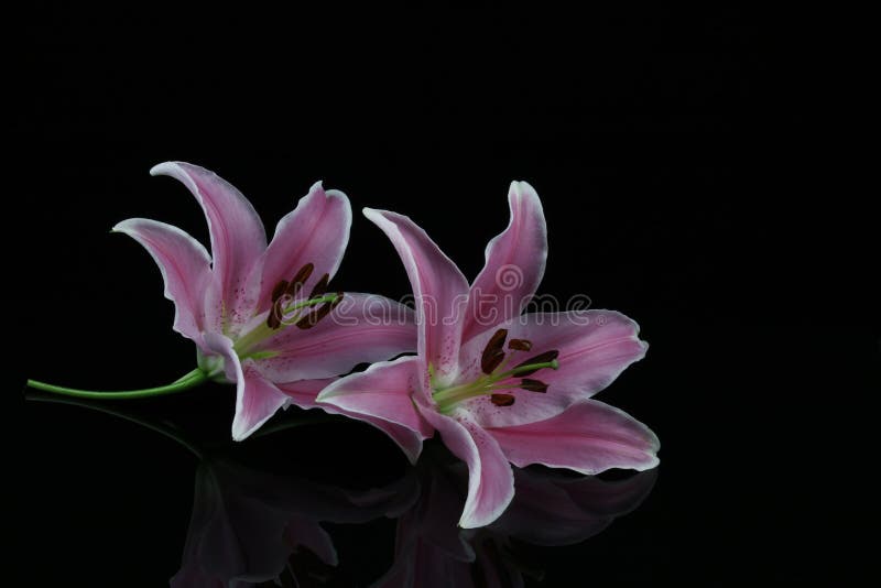 Stargazer Lily flower isolated on a black background