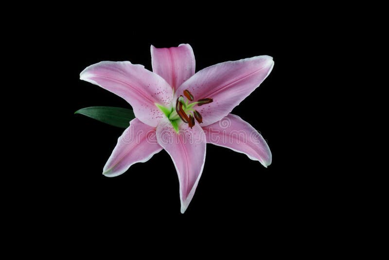 Stargazer Lily flower with leaf isolated on a black background. Stargazer Lily flower with leaf isolated on a black background