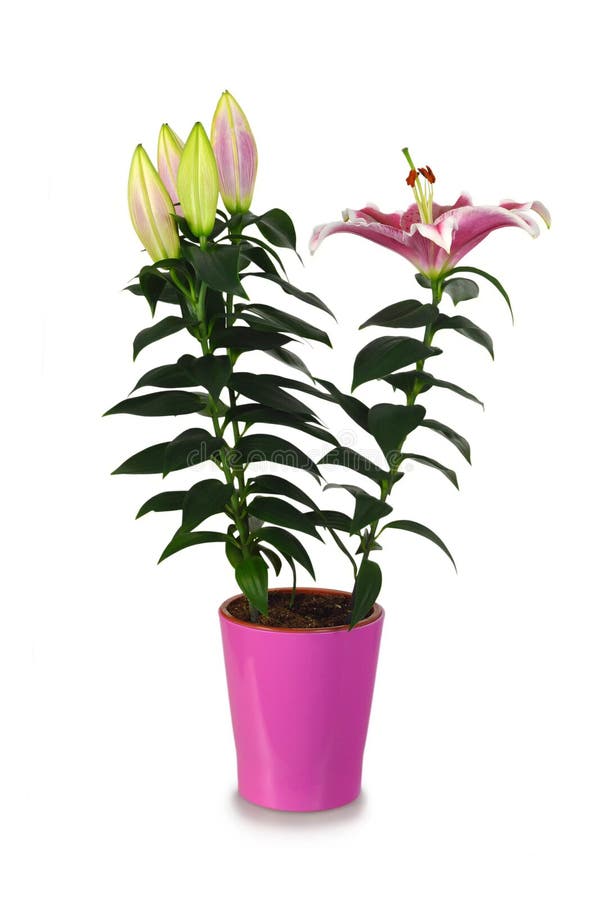 Stargazer Lily in Flower Pot Isolated on White Stock Photo Image of