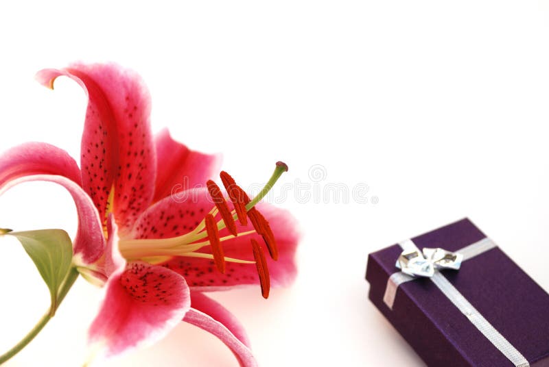 Stargazer Lily and Gift Box Stock Image Image of stargazer, pink 4274703