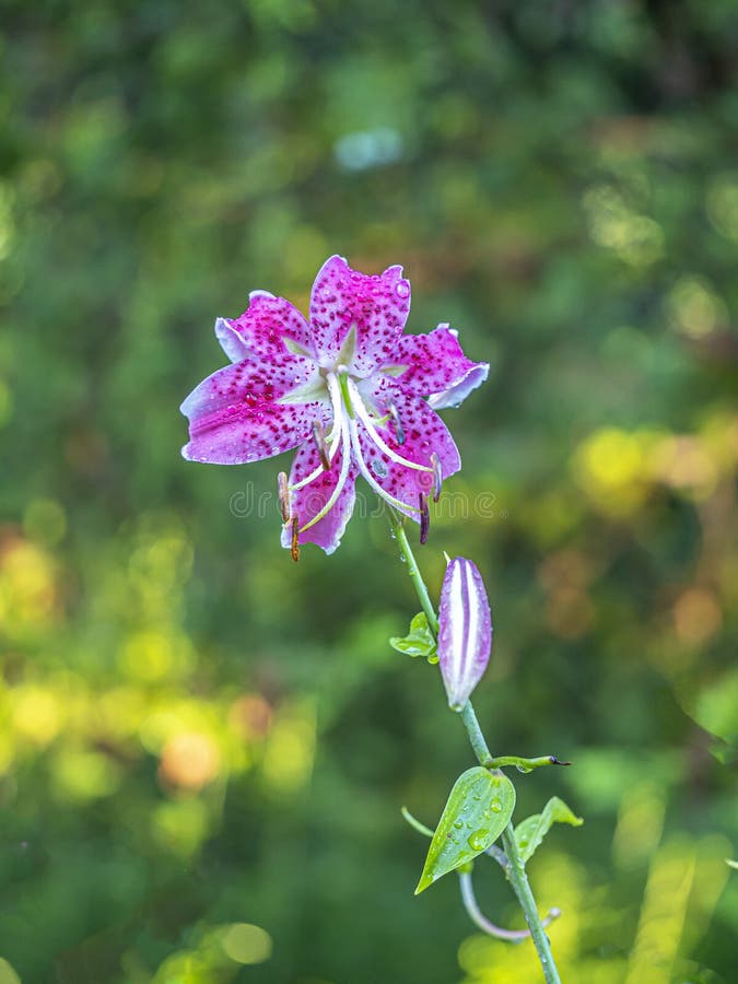 1 313 Stargazer Lily Photos Free Royalty Free Stock Photos From Dreamstime