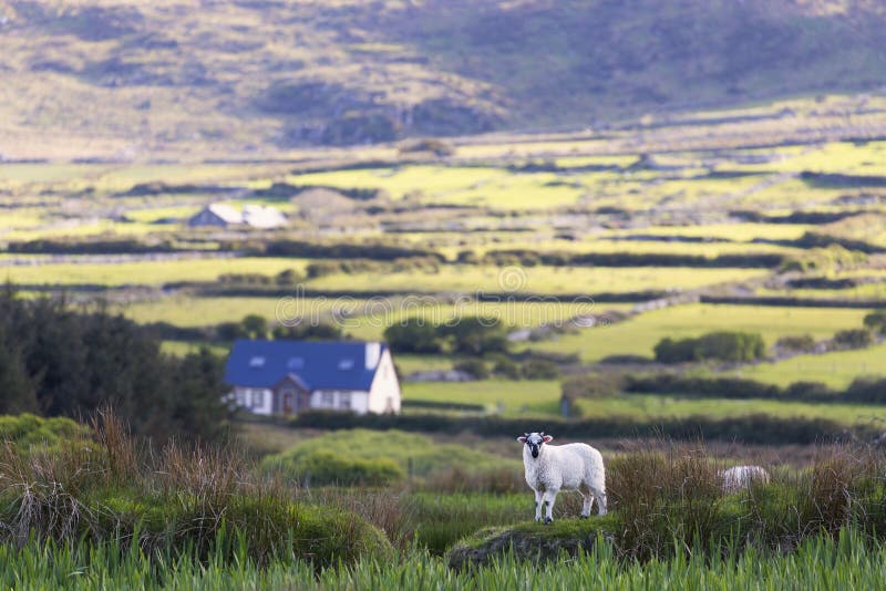 The staring sheep in an original scenery of Irland in the counryside