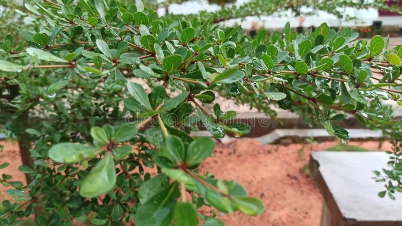 Starke Regenwassertropfen auf grünen Blättern fixiert