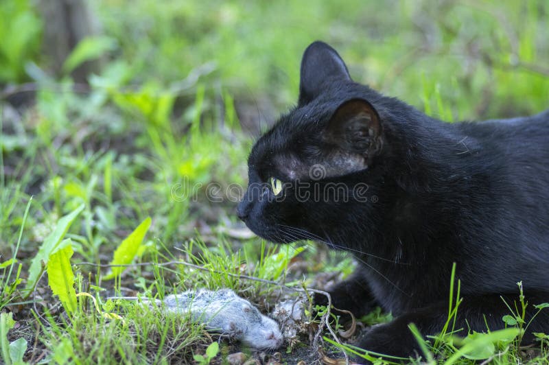 Stolze Schwarze Katze, Die Sich Hinlegt Stockfoto - Bild von schwarzes