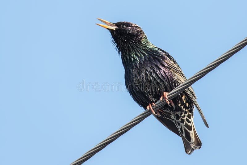 Starling imagenes de archivo
