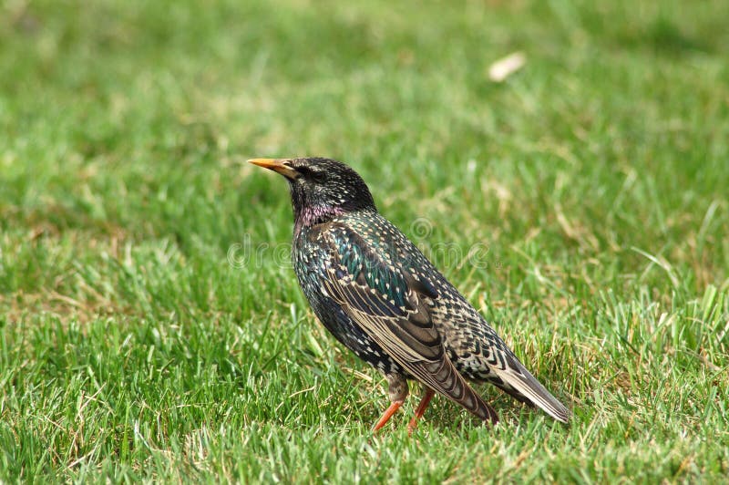 Starling royalty free stock photos