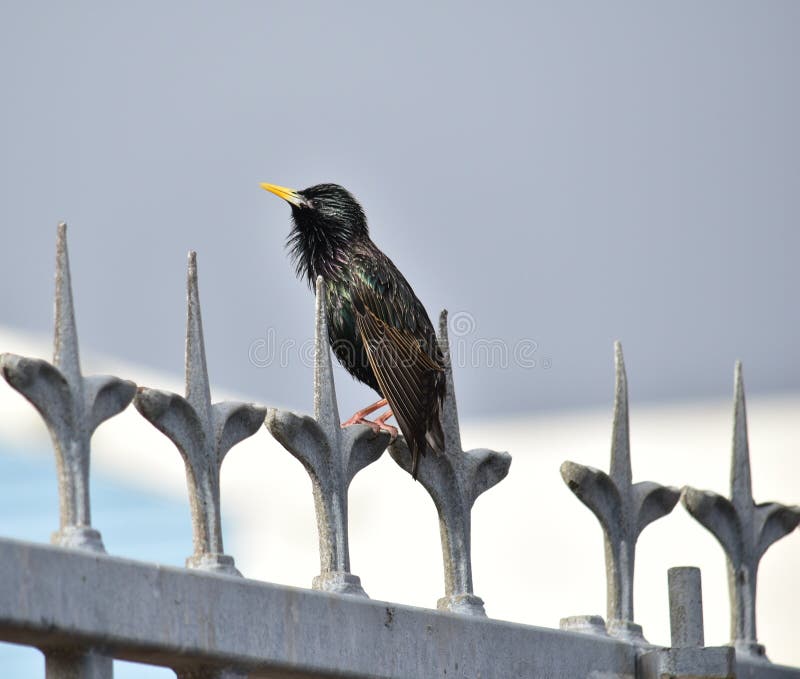 Starling foto de archivo libre de regalías