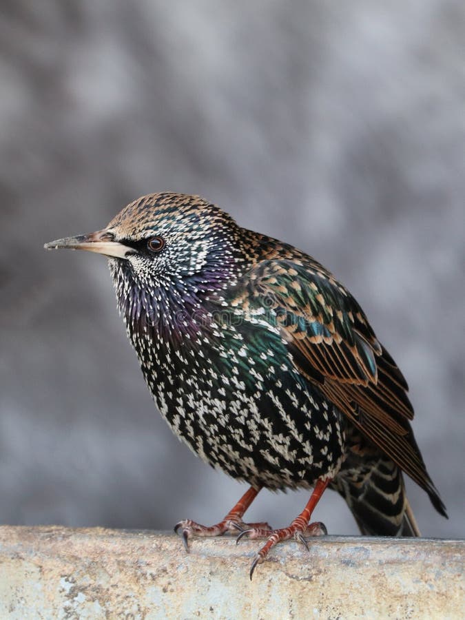 Starling foto de archivo