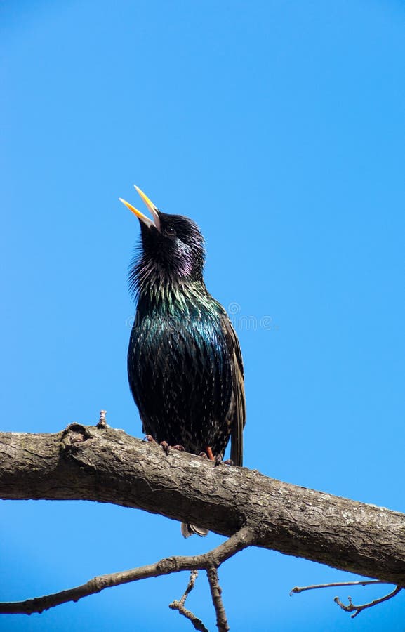 Estornino pinto (Sturnus vulgaris) foto de archivo