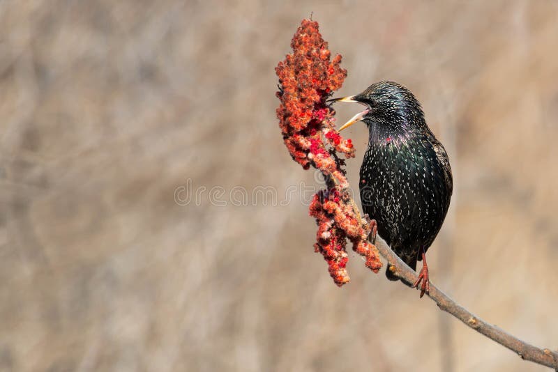 Starling europeo immagine stock libera da diritti Starling europeo immagine stock libera da diritti