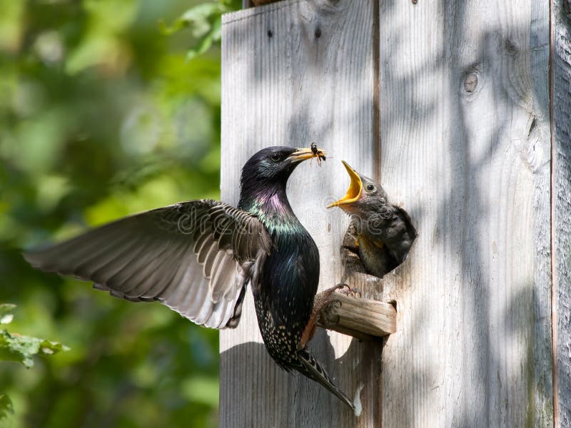 Starling feed his nestling