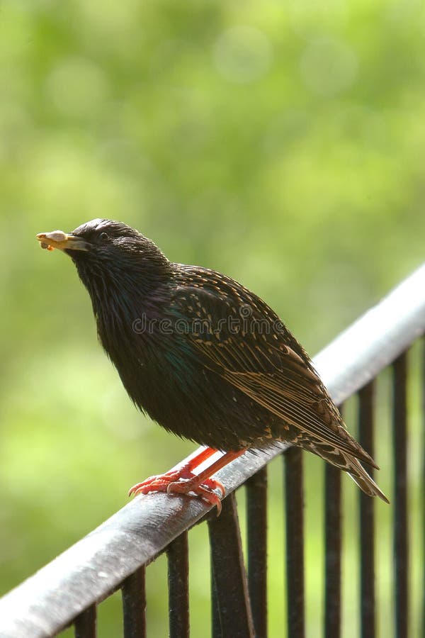 Starling with food 2