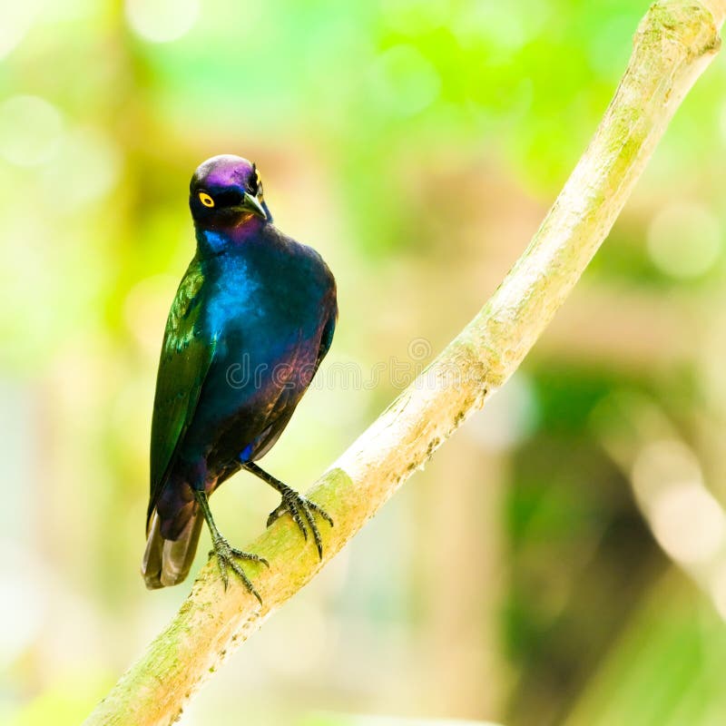 Starling lucido viola fotografia stock Starling lucido viola fotografia stock