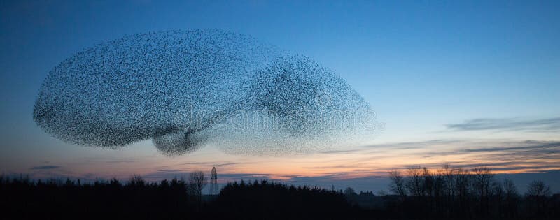 Starling Murmuration al crepuscolo fotografie stock Starling Murmuration al crepuscolo fotografie stock