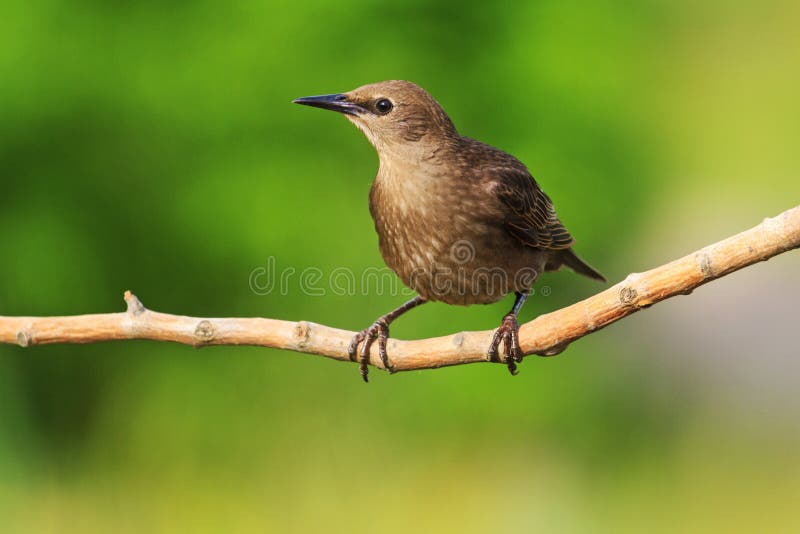 Starling sits on a branch green background sunny day