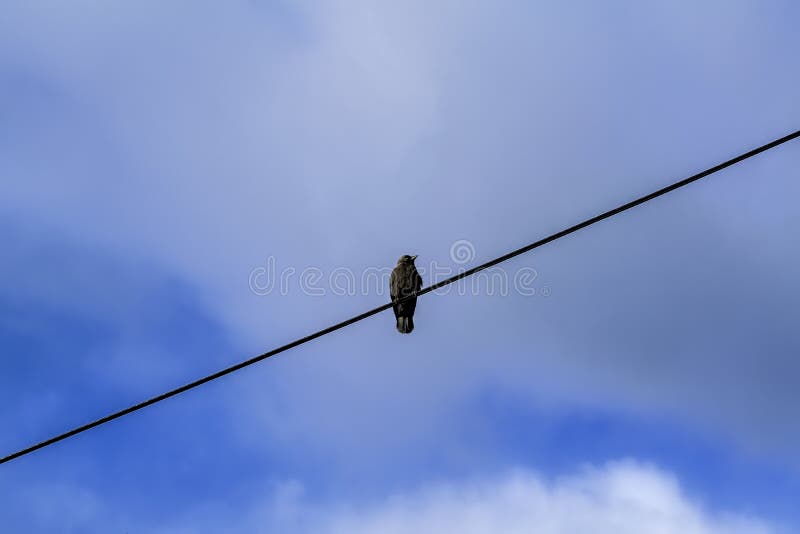 Starling sits on an electric wire against a cloudy sky. A lone starling sits on an electric wire against a cloudy sky stock images Starling sits on an electric wire against a cloudy sky. A lone starling sits on an electric wire against a cloudy sky stock images