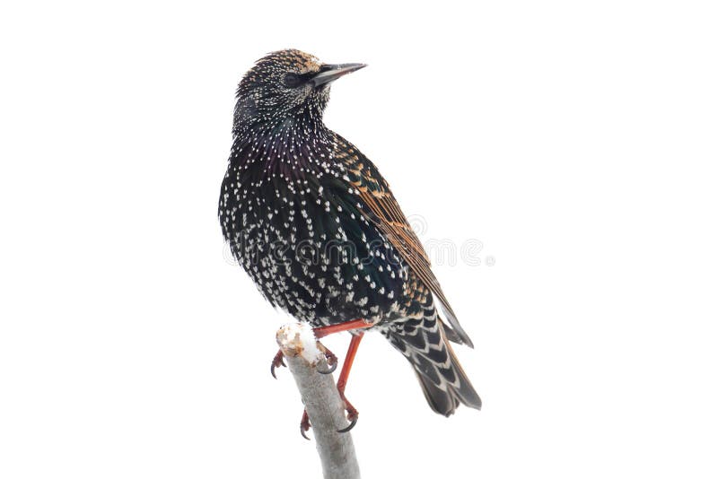 Starling In Snow - Isolated. European Starling (Sturnus vulgaris) in snow - isolated on a white background royalty free stock photo Starling In Snow - Isolated. European Starling (Sturnus vulgaris) in snow - isolated on a white background royalty free stock photo