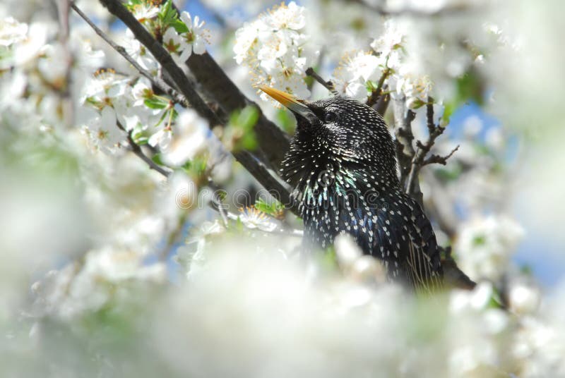 Starling (Sturnus vulgaris) fotos de archivo