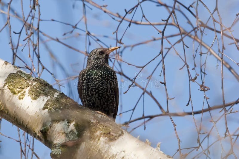 Starling su una betulla fotografia stock Starling su una betulla fotografia stock
