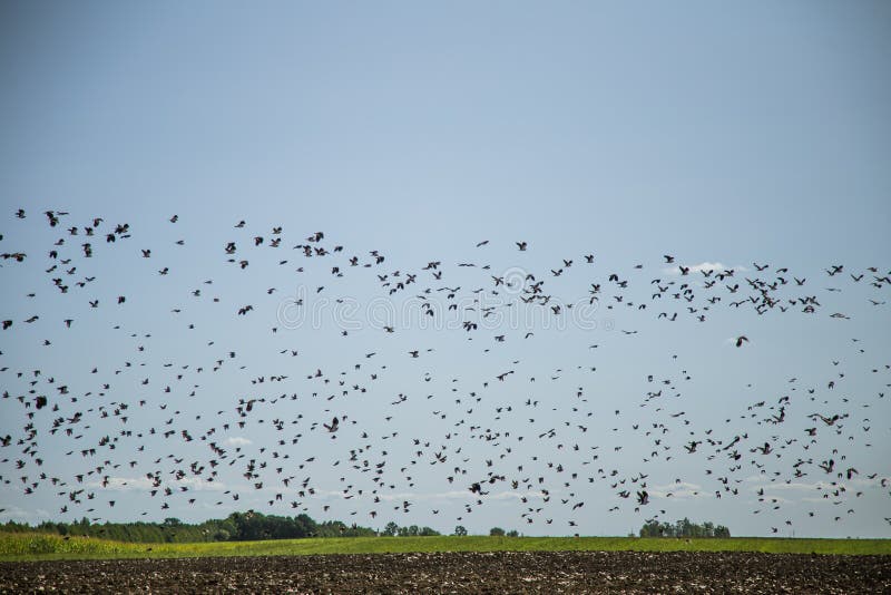 Špačci a čejky připravené k migraci přes pole. Hejno ptáků létajících na jih na podzim.