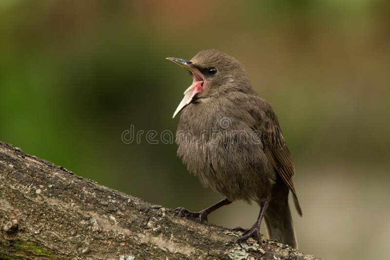 Starlings (vulgaris Sturnus) jongere stock fotografie Starlings (vulgaris Sturnus) jongere stock fotografie