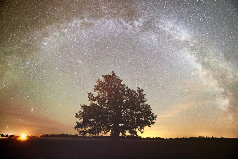 Starry night sky in a forest royalty free stock images