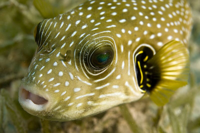 Starry puffer (arothron stellatus)