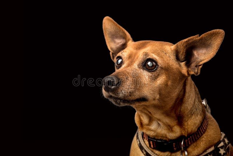 Starszy miniaturowy pinscher z kataraktami zdjęcie stock