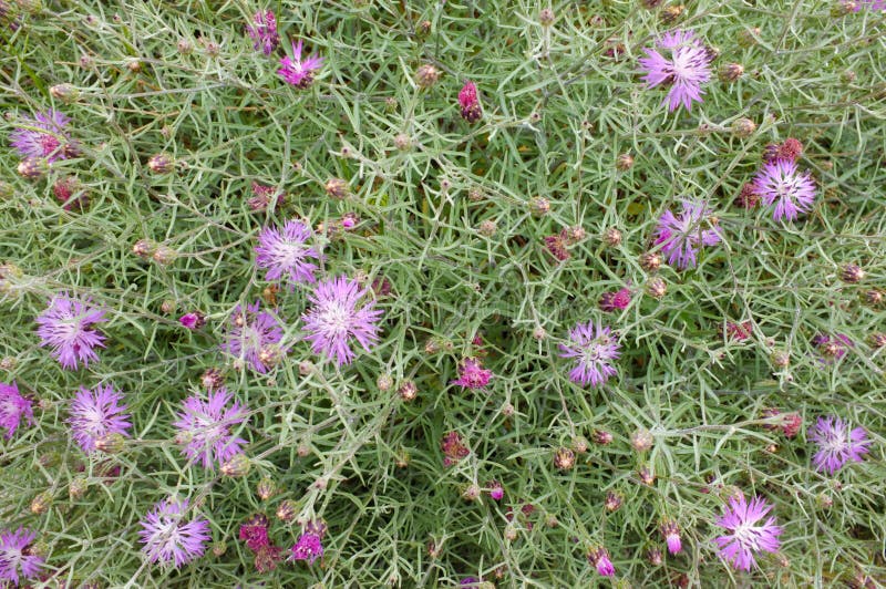 Full frame take of a purple flowering starthistle