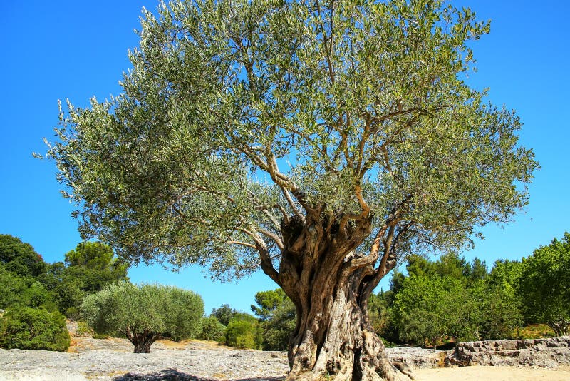 Stary drzewa oliwnego doro?ni?cie blisko Pont du Gard, po?udniowy Francja