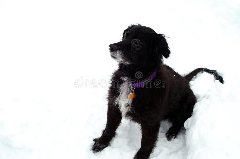 Stary pies siedzący śnieg