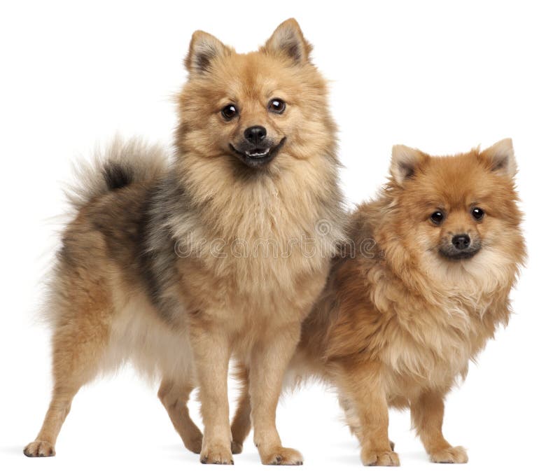 Two Spitz dogs, 1 year old, standing in front of white background. Two Spitz dogs, 1 year old, standing in front of white background