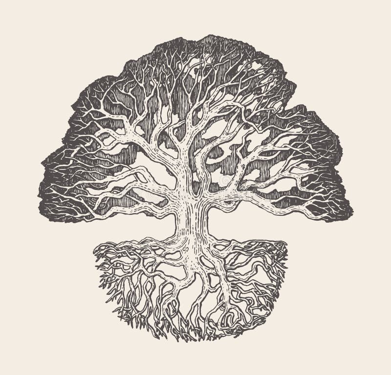 Stary system rysująca dębowego drzewa korzenia wektorowa ilustracja